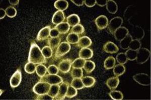 Immunofluorescent staining of Hela cells grown on microscope slides with beta-Spectrin II monoclonal antibody.