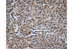 Immunohistochemical staining of paraffin-embedded Kidney tissue using anti-NME4 mouse monoclonal antibody. (NME4 anticorps)