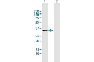 Western Blot analysis of RNASET2 expression in transfected 293T cell line by RNASET2 MaxPab polyclonal antibody. (RNASET2 anticorps  (AA 1-256))
