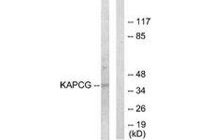 Western blot analysis of extracts from COLO205 cells, using KAPCG Antibody. (PRKACG anticorps  (AA 1-50))