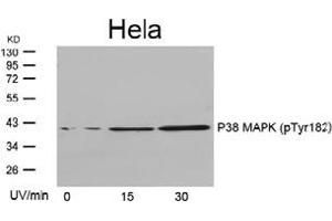 Image no. 3 for anti-Mitogen-Activated Protein Kinase 14 (MAPK14) (pTyr182) antibody (ABIN197013) (MAPK14 anticorps  (pTyr182))