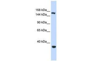 Image no. 1 for anti-Eukaryotic Translation Initiation Factor 4 gamma 3 (EIF4G3) (AA 1152-1201) antibody (ABIN6740674) (EIF4G3 anticorps  (AA 1152-1201))
