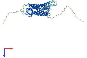 AlphaFold protein structure predicition of Mouse Recombinant Npy1r Protein, UniprotID Q04573