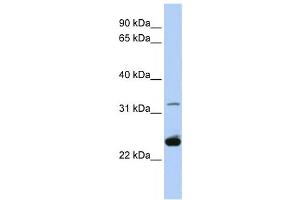 Western Blotting (WB) image for anti-Proteolipid Protein 1 (PLP1) antibody (ABIN2458050) (PLP1 anticorps)