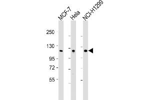 All lanes : Anti-P1R13L Antibody (N-Term) at 1:2000 dilution Lane 1: MCF-7 whole cell lysates Lane 2: Hela whole cell lysates Lane 3: NCI- whole cell lysates Lysates/proteins at 20 μg per lane. (PPP1R13L anticorps  (AA 134-166))