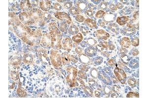 ALG11 antibody was used for immunohistochemistry at a concentration of 4-8 ug/ml to stain EpitheliaI cells of renal tubule (arrows) in Human Kidney. (ALG11 anticorps  (C-Term))