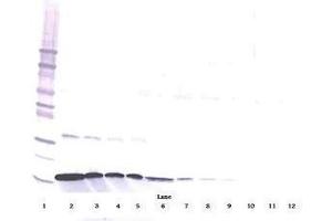 Image no. 1 for anti-Interferon gamma (IFNG) antibody (ABIN465161) (Interferon gamma anticorps)