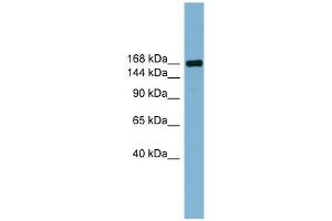 WB Suggested Anti-PARD3 Antibody Titration:  0. (PARD3 anticorps  (Middle Region))