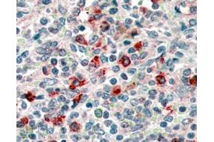 ABIN185563 (4µg/ml) staining of paraffin embedded Human Spleen.