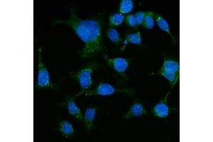 IF analysis of Grp75 using anti-Grp75 antibody (ABIN7602782). (HSPA9 anticorps  (C-Term))