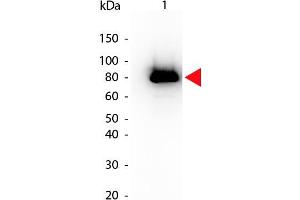Western Blot of Mouse anti-Akt phospho S473 Biotin Conjugated antibody.