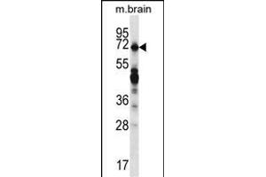 REPS2 Antibody (N-term) (ABIN657055 and ABIN2846222) western blot analysis in mouse brain tissue lysates (35 μg/lane). (REPS2 anticorps  (N-Term))