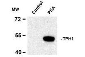 Western blots of recombinant tryptophan hydroxylase incubated in the absence (Control) and presence of cAMP-dependent protein kinase (PKA) showing specific immunolabeling of the ~53k tryptophan hydroxylase protein phosphorylated at Ser58. (Tryptophan Hydroxylase 1 anticorps  (pSer58))