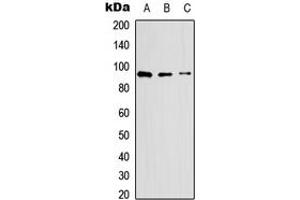 Western blot analysis of CD62P expression in HEK293T (A), Raw264.