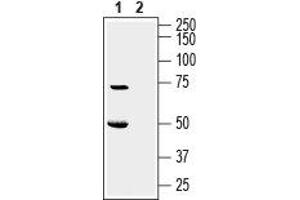 Western blot analysis of rat pancreas lysate: - 1.