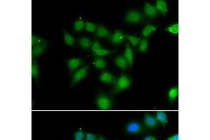 Immunofluorescence analysis of HeLa cells using POU2AF1 Polyclonal Antibody (POU2AF1 anticorps)