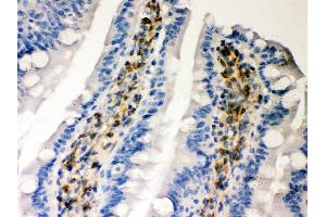 Anti- Hsp47 Picoband antibody, IHC(P) IHC(P): Rat Intestine Tissue (SERPINH1 anticorps  (AA 247-418))