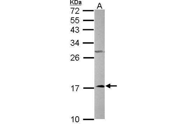 NDUFA12 anticorps  (full length)