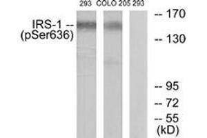 Western blot analysis of extracts from 293 cells and COLO205 cells, using IRS-1 (Phospho-Ser636) Antibody. (IRS1 anticorps  (pSer636))