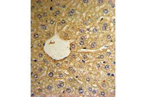 Immunohistochemistry (IHC) image for anti-Methionine Sulfoxide Reductase A (MSRA) antibody (ABIN3003138) (MSRA anticorps)