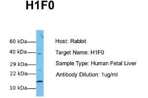 Host: Rabbit Target Name: H1F0 Sample Tissue: Human Fetal Liver Antibody Dilution: 1. (Histone H1 anticorps  (N-Term))
