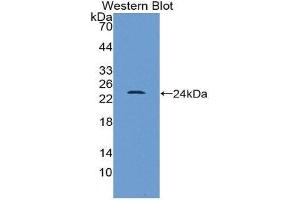 Western Blotting (WB) image for anti-High Mobility Group Box 1 (HMGB1) (AA 1-215) antibody (ABIN3208697) (HMGB1 anticorps  (AA 1-215))