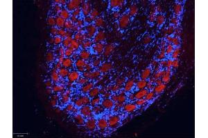 Rabbit anti-Goat IgG (Heavy & Light Chain) antibody (Atto 550) - Preadsorbed