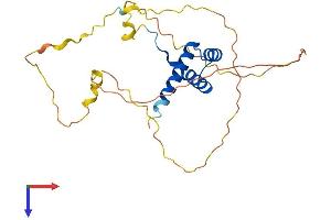 AlphaFold protein structure predicition of Human Recombinant HOXB9 Protein, UniprotID P17482