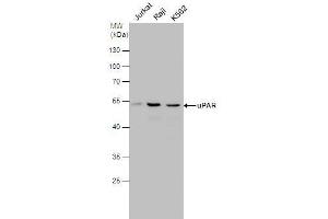 WB Image uPAR antibody detects uPAR protein by western blot analysis. (PLAUR anticorps)
