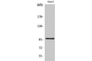 Western Blotting (WB) image for anti-Mitogen-Activated Protein Kinase Kinase Kinase Kinase 1 (MAP4K1) (Internal Region) antibody (ABIN3175544) (MAP4K1 anticorps  (Internal Region))