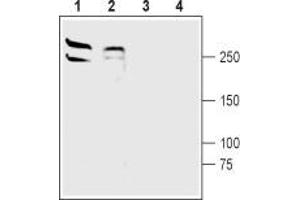Western blot analysis of rat (lanes 1 and 3) and mouse (lanes 2 and 4) brain membranes: - 1,2. (LRRK2 anticorps  (N-Term))