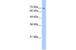 WB Suggested Anti-CDH22 Antibody Titration:  5. (CDH22 anticorps  (N-Term))