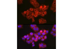 Immunofluorescence analysis of HepG2 cells using CFTR Rabbit pAb (ABIN6129855, ABIN6138469, ABIN6138470 and ABIN6224429) at dilution of 1:150 (40x lens).