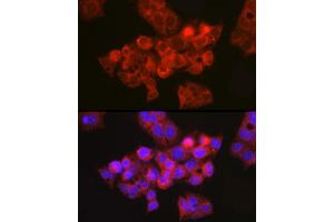 Immunofluorescence analysis of HepG2 cells using CFTR Rabbit pAb (ABIN6129855, ABIN6138469, ABIN6138470 and ABIN6224429) at dilution of 1:150 (40x lens). (CFTR anticorps  (AA 1161-1480))