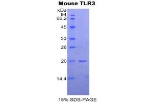SDS-PAGE (SDS) image for Toll-Like Receptor 3 (TLR3) (AA 574-713) protein (His tag) (ABIN2122243) (TLR3 Protein (AA 574-713) (His tag))