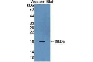 Western Blotting (WB) image for anti-Relaxin/insulin-Like Family Peptide Receptor 1 (RXFP1) (AA 110-259) antibody (ABIN1860477) (RXFP1 anticorps  (AA 110-259))