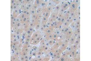 IHC-P analysis of Human Tissue, with DAB staining. (NPEPPS anticorps  (AA 141-272))