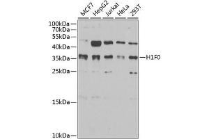 Western blot analysis of extracts of various cell lines, using Histone H1. (Histone H1 anticorps  (AA 1-194))