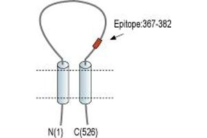 anti-Amiloride-Sensitive Cation Channel 2, Neuronal (ACCN2) (AA 368-382), (Extracellular Loop) antibody