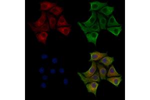ABIN7094234 and ABIN7098281 staining HepG2 cells by IF/ICC. (FKBP14 anticorps  (Internal Region))