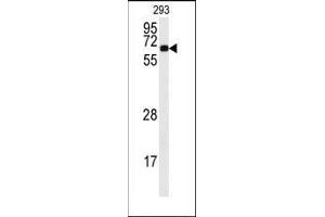 Western blot analysis of anti-CAMK2A Antibody (C-term) in 293 cell line lysates (35ug/lane). (CAMK2A anticorps  (C-Term))