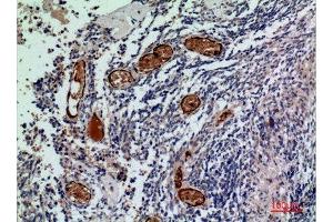 Immunohistochemistry (IHC) analysis of paraffin-embedded Human Brain, antibody was diluted at 1:100.