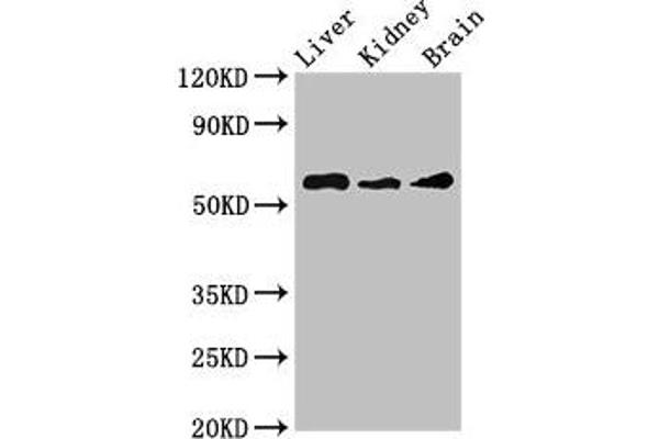 CHRM5 anticorps  (AA 220-427)