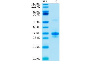 Biotinylated VEGF165 on Tris-Bis PAGE under reduced condition. (VEGF 165 (AA 27-191) protein (His-Avi Tag,Biotin))