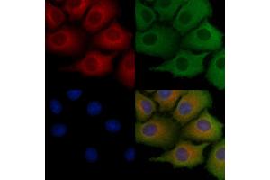 ABIN6259026 and ABIN6275569 staining Hela cells by IF/ICC.
