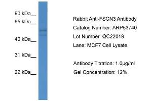 WB Suggested Anti-FSCN3  Antibody Titration: 0. (Fascin 3 anticorps  (C-Term))