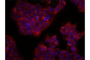 Immunofluorescence (IF) image for anti-CD164 (CD164) antibody (ABIN2664282) (CD164 anticorps)