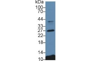 Detection of CTSS in Porcine Spleen lysate using Polyclonal Antibody to Cathepsin S (CTSS) (Cathepsin S anticorps  (AA 115-331))