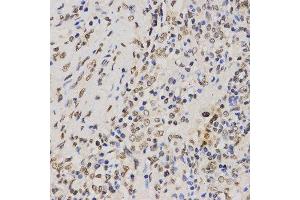 Immunohistochemistry (IHC) image for anti-Histone H3 (H3) (H3K79me3) antibody (ABIN1513000) (Histone 3 anticorps  (H3K79me3))