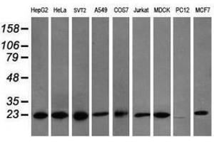 Image no. 6 for anti-Prefoldin Subunit 3 (PFDN3) antibody (ABIN1501707) (VBP1 anticorps)